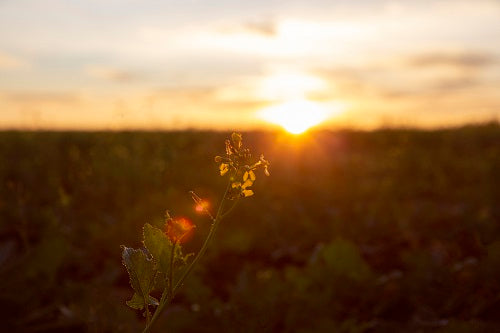 Kann ich Fajr nach Sonnenaufgang beten?
